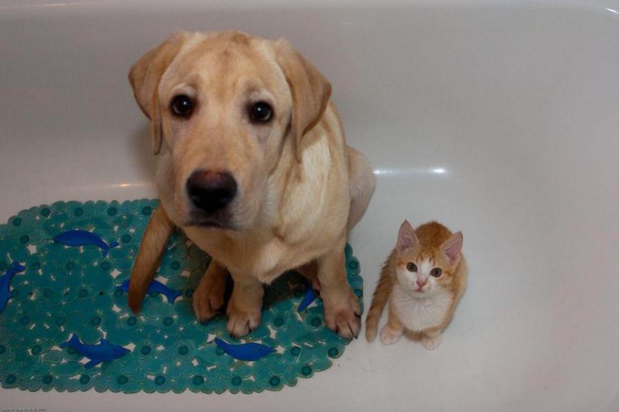 Enigme Vous Entrez Dans Une Piece 2 Chiens