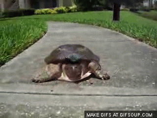 fast-turtle-o