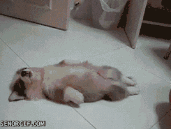 funny-gif-dog-depression