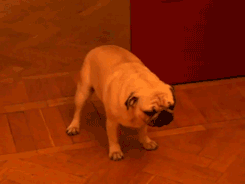 giphy