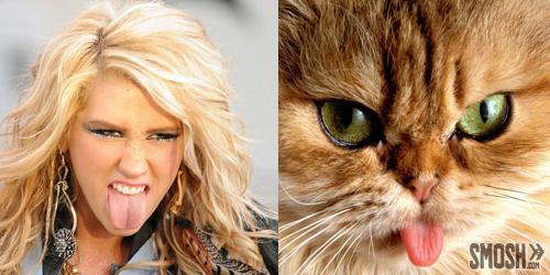 kesha-cat