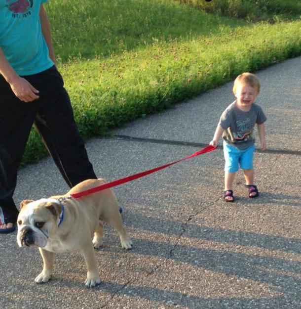 Il voulait à tout prix promener le chien