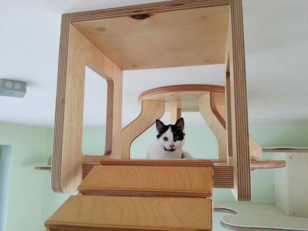 overhead-cat-playground-room-goldtatze-5