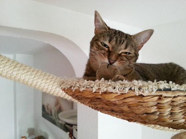 overhead-cat-playground-room-goldtatze-7