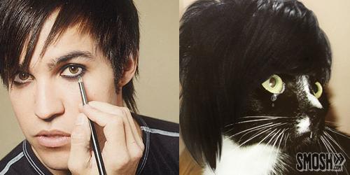 petewentz-cat