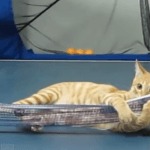 ping pong