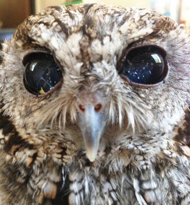 rescued-blind-owl-zeus-5