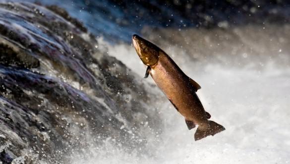 Le saumon transgénique a été créé par la société Aquabounty Ses gènes lui permettent de grandir toute l’année et il atteint donc l’âge adulte au bout de 18 mois, au lieu de 36.
