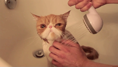 shower-cat