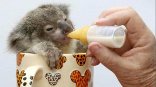 the-world_s-top-10-best-images-of-animals-in-cups-311__880.jpg-w584h3281__880-659x370