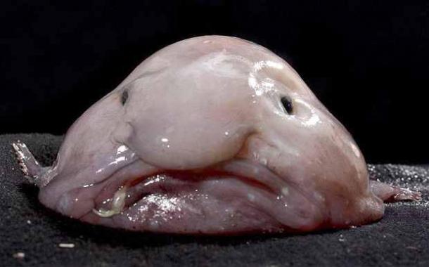ugly-blobfish_2630737b