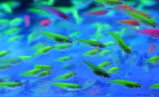 Les poissons fluorescents ont été créés en 1999 par des scientifiques de l’université de Singapour. Cette prouesse a été rendue possible grâce à l’extraction d’un gène fluorescent de méduse. Au début, cette expérimentation avait pour but de créer des espèces afin d’aider à détecter des polluants.