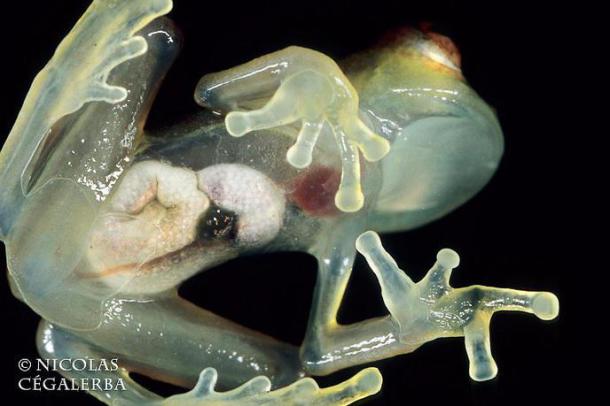 Les grenouilles de verre sont des grenouilles génétiquement modifiées qui rendent leur peau translucide. 