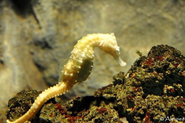 Un peu de poussière d’or et de protéines de méduses ont créé des hippocampes dorés !