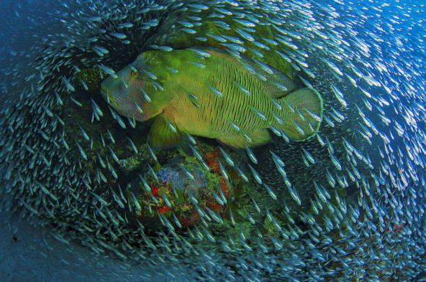 Honorable Mention Nature - Grande Barrière de Corail, Australie. C'était une journée venteuse, juste après le passage d'un petit cyclone passé à l'extrême nord de la Grande barrière de corail. Je n'avais jamais vu autant de poisson de verre de toute ma vie. Au moment où je configurais mon appareil, ce Napoléon est sorti de nulle part, probablement camouflé dans le décors 