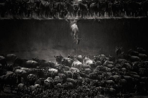 Nature winner - La Grande Migration, Tanzanie ( Nord du Serengeti) 