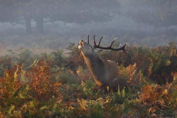 Honorable Mention Nature - Brame du cerf, Richmond Park, Londres 