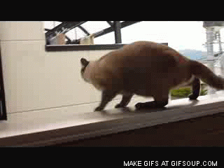 Les chats sont capables de reconnaître l'angle d'une chute. Ils s'adaptent alors et peuvent donc toujours retomber sur leurs pattes