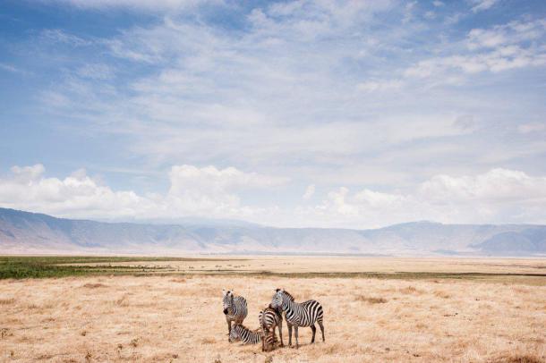 Honorable Mention Nature - Zèbres au bord du cratère, Ngorongoro, Tanzanie Le cratère de Ngorongoro, en Tanzanie, est la plus grande caldeira volcanique inactive du monde. Un volcan effondré qui abrite une faune incroyable, dont les zèbres, accompagnés des gnous, gazelles, des hyènes et des lion