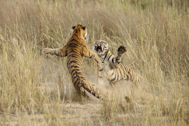 Honorable Mention Nature - Muscles et puissance, Madhya Pradesh, Inde Cette scène de combat entre deux jeunes tigres n'aura en fait duré que 4 ou 5 secondes. L'un d'eux était tranquillement assis dans l'herbe à observer le crépuscule, quand l'autre s'est approché furtivement par derrière. S'en est suivi cette scène