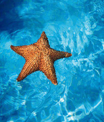 Sea_Star