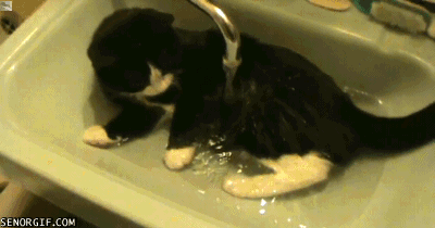 Pendant près de la moitié du temps pendant lequel il est éveillé, un chat se lave ! 