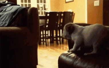 animals-who-are-terrible-at-judging-distances-22