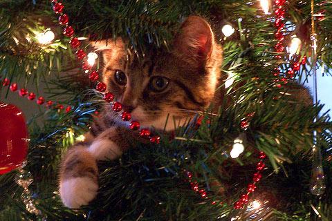 cat-christmas-advent-picture_23