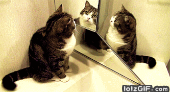 Les chats n'ont pas conscience de leur propre image et ne se reconnaissent pas dans un miroir