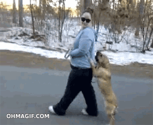 dog-walking-on-two-legs