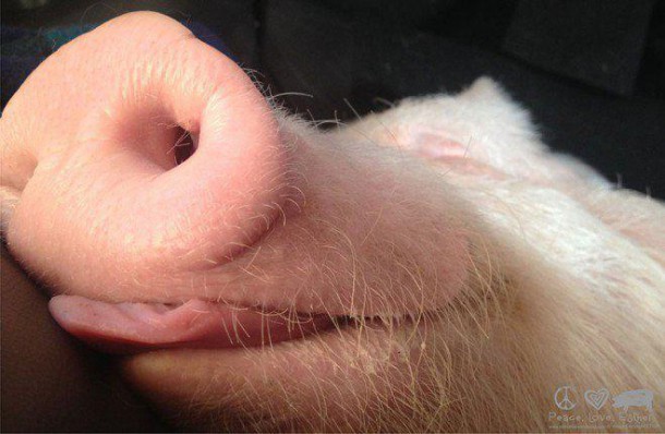 esther-wonder-pig-sanctuary-steve-derek-1-659x430