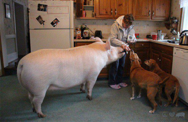 esther-wonder-pig-sanctuary-steve-derek-11-659x430