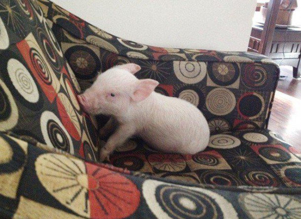 esther-wonder-pig-sanctuary-steve-derek-40-659x480