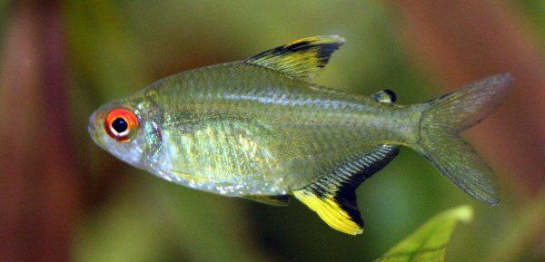 "A 9 ans, on m'a offert un livre de taxonomie sur les poissons"