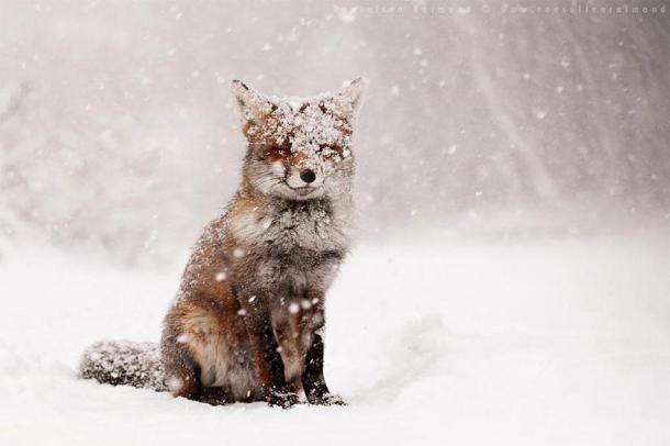 Les renards roux sont l'espèce la plus répandue de renards. Ils vivent dans l'hémisphère nord et en Australie. Tout comme les fennecs, ce sont d'excellents chasseurs.