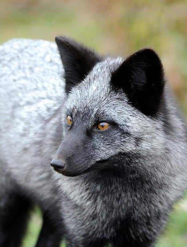 Il s'agit de la même espèce que le renard roux et, encore une fois, son pelage est apprécié des hommes.