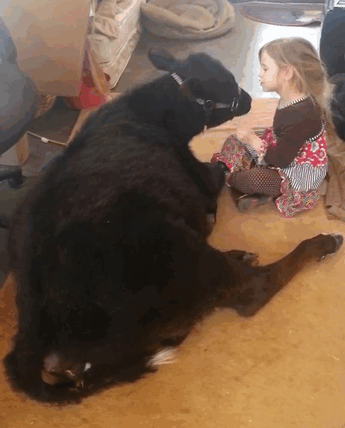 little-girl-pet-calf-cow-nap-breanna-izzy-12
