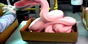 nuggets