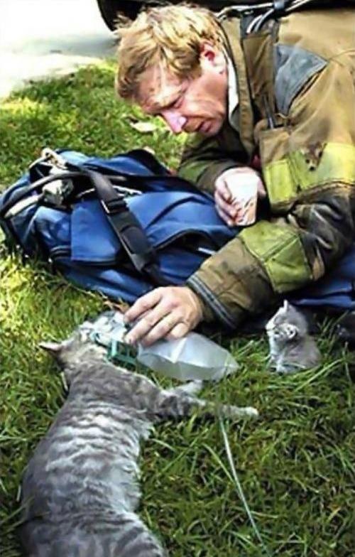 Ce pompier a tout tenté pour réanimer cette chatte... 