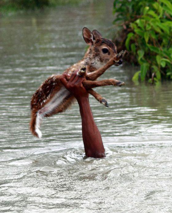 Alors que l'eau ne cessait de monter, un petit garçon a décidé de plonger pour aller sauver des animaux qui ne pouvaient pas nager. 