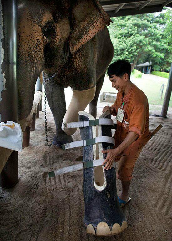 En Thaïlande, la vie de cet éléphant a changé grâce à une prothèse. Il avait été blessé après avoir marché sur une mine.