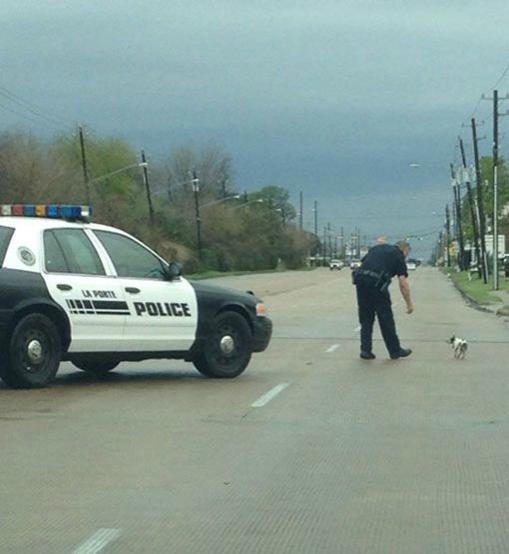 Pour pouvoir secourir ce chien qui boitait, ce policier n'a pas hésité à arrêter le trafic. 