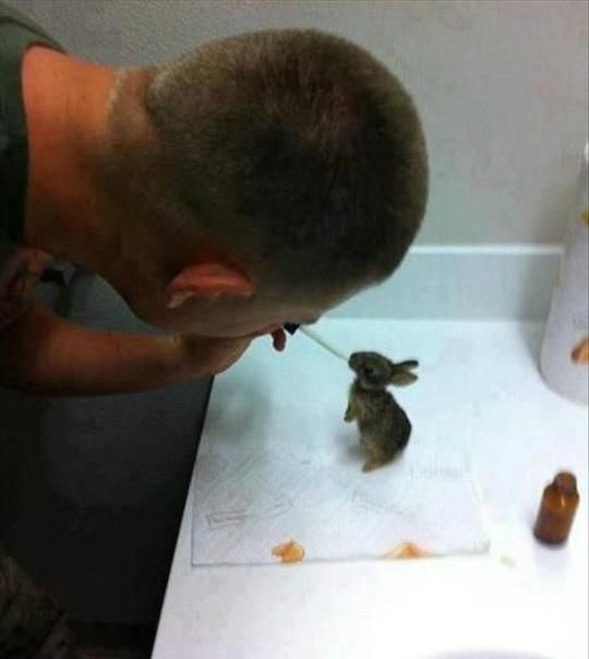 Après avoir trouvé 4 bébés lapins abandonnés, ce marine a décidé de s'en occuper. On le voit ici alors qu'il nourrit l'un d'entre eux. 