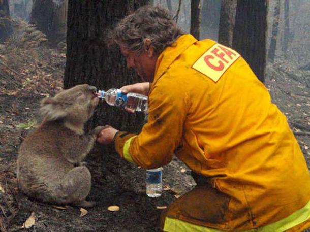 Pendant un feu de forêt, en Australie, un homme a pris le temps 
