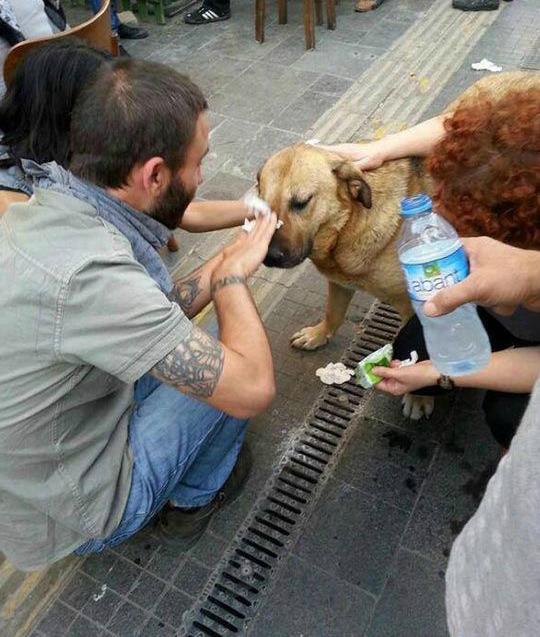 Suite aux débordements lors d'une manifestation, ce chien a reçu du gaz lacrymogène dans les yeux. Des manifestants n'ont pas hésité à lui venir en aide. 