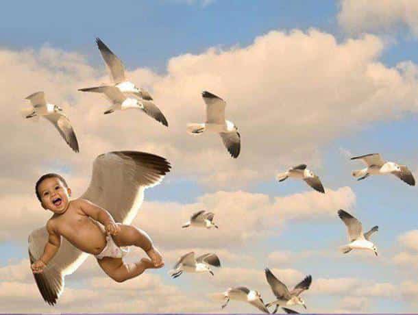 seagul-baby-659x498