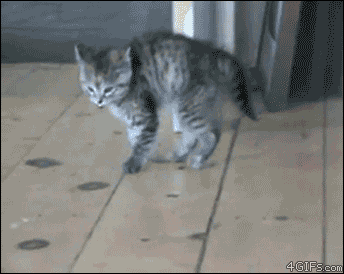 Les chats peuvent sauter à une distance équivalente à 5 fois leur hauteur