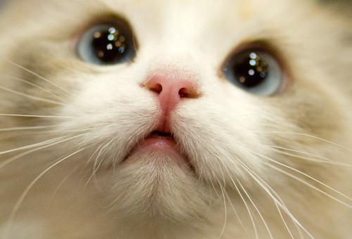 Les motifs sur le nez de chaque chat sont uniques !