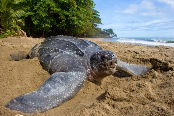 Tortue de Luth, en voie d'extinction