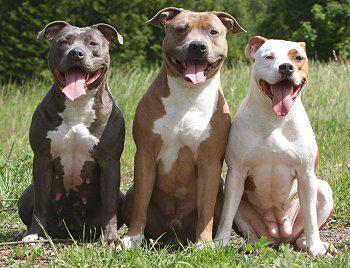 American-Pitbull-Dog-5